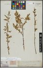 Foto von Salix alba L.